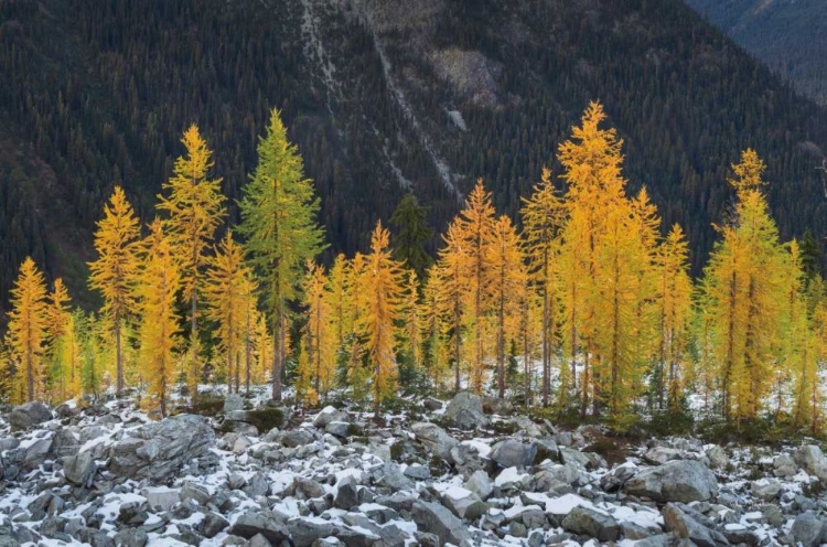 Picture of ALPINE LARCHES NORTH CASCADES