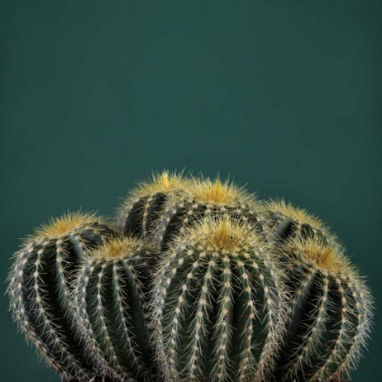Picture of CACTI I