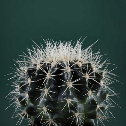 Picture of CACTI II