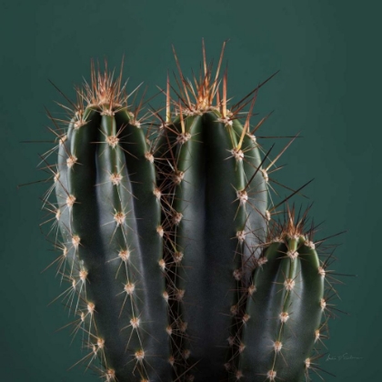Picture of CACTI III