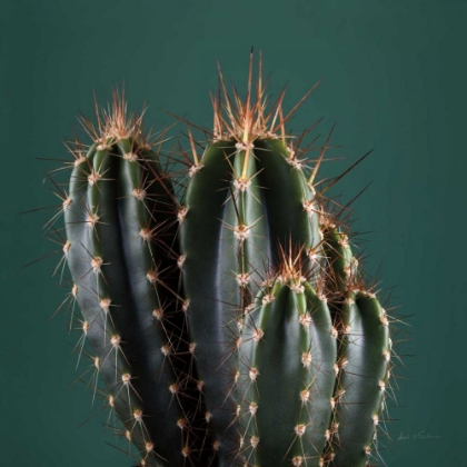 Picture of CACTI IV