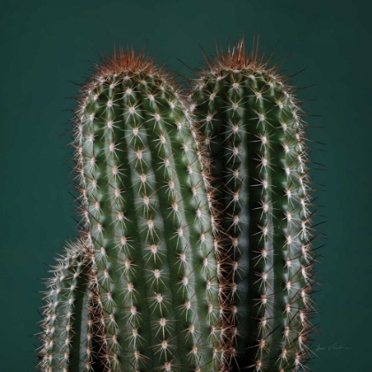 Picture of CACTI V