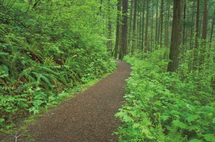 Picture of HIKING TRAIL IN COLUMBIA RIVER GORGE I
