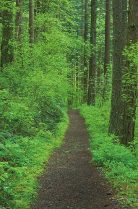 Picture of HIKING TRAIL IN COLUMBIA RIVER GORGE II