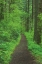 Picture of HIKING TRAIL IN COLUMBIA RIVER GORGE II