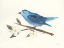 Picture of BIRDS AND BLOSSOMS II