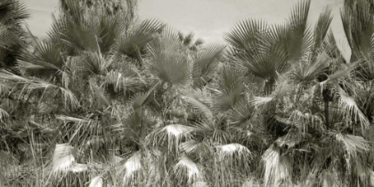 Picture of WATER PALMS CROP