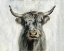 Picture of HIGHLAND COW HORIZONTAL