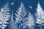 Picture of TRUE BLUE I