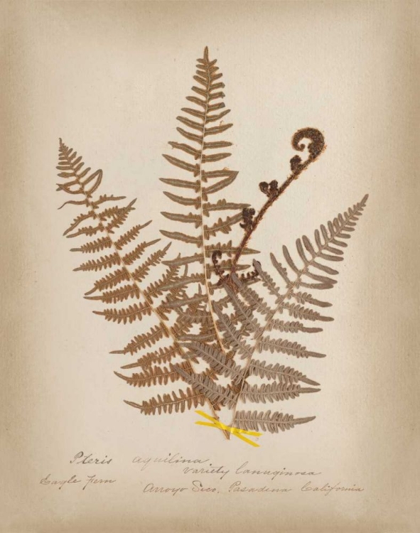 Picture of FERNS IN BOOK IV
