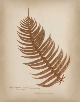 Picture of FERNS IN BOOK V BURGUNDY