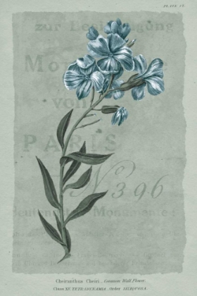 Picture of CONVERSATIONS ON BOTANY VI ON WHITE WITH BLUE