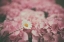 Picture of DAISY DREAMS