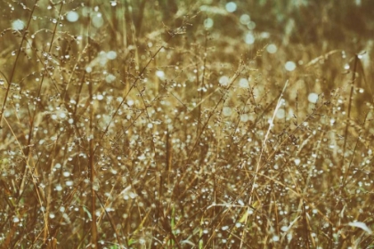 Picture of DEW ON GRASSES