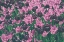Picture of TULIP BOTANICAL