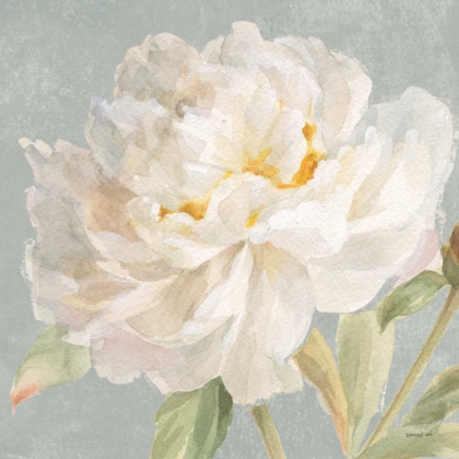 Picture of GARDEN PEONY NEUTRAL CROP