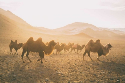 Picture of CAMELS ON THE MOVE