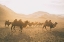 Picture of CAMELS ON THE MOVE