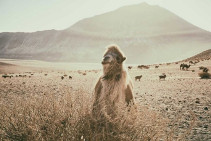 Picture of DESERT CAMEL