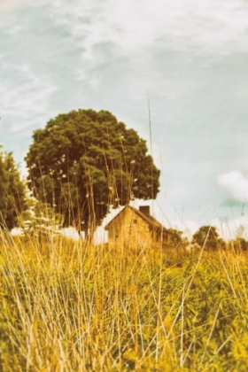 Picture of GRASS AND SKY