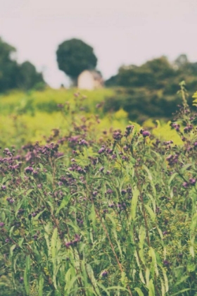 Picture of ROADSIDE FLOWERS