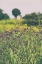 Picture of ROADSIDE FLOWERS