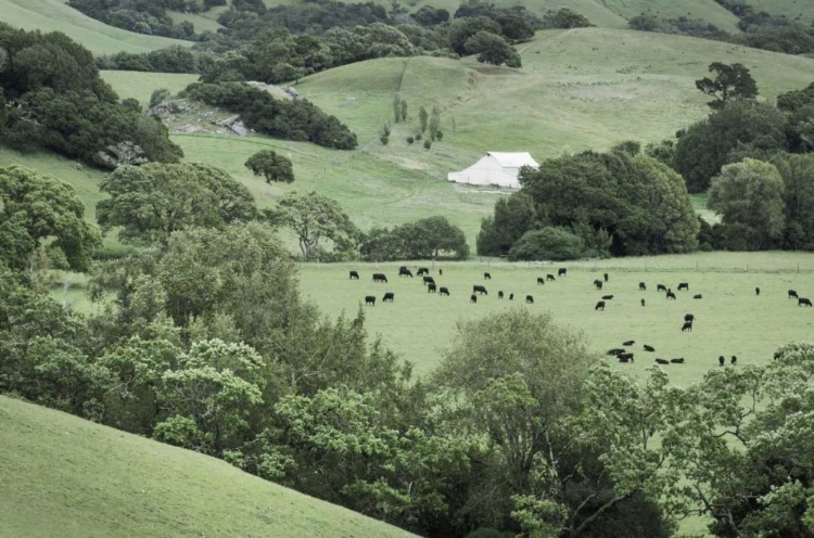 Picture of MARIN CALIFORNIA RANCH