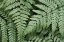 Picture of LADY FERNS II COLOR