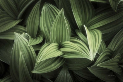 Picture of CORN LILY I