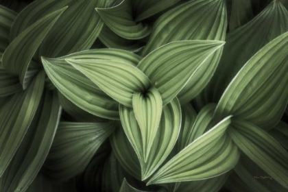 Picture of CORN LILY II