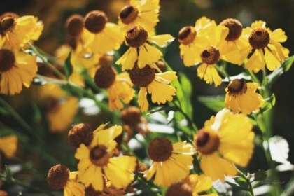 Picture of AUTUMN FLOWERS II