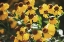 Picture of AUTUMN FLOWERS II