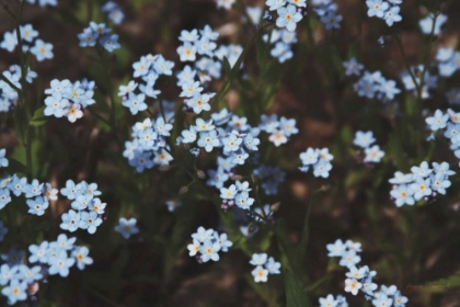 Picture of FORGET ME NOTS I