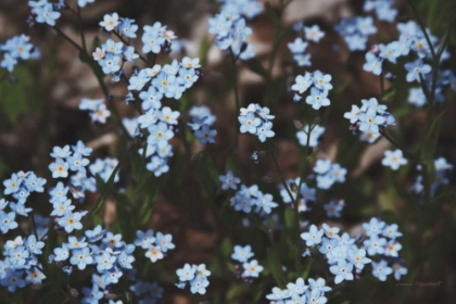 Picture of FORGET ME NOTS II