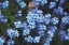 Picture of FORGET ME NOTS III
