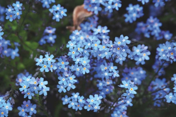 Picture of FORGET ME NOTS III
