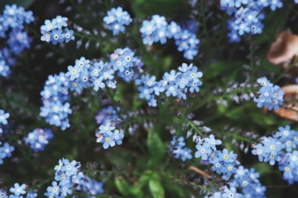 Picture of FORGET ME NOTS IV