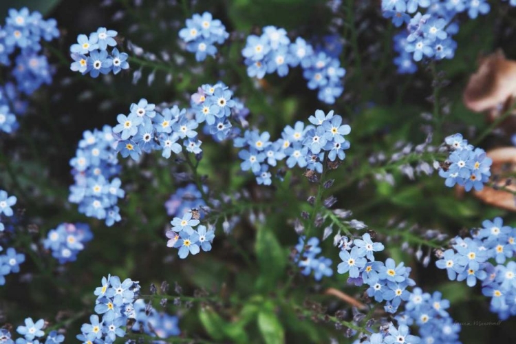 Picture of FORGET ME NOTS IV