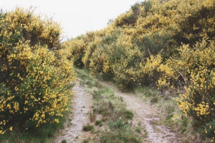 Picture of SCOTTISH HIGHLANDS II