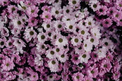 Picture of PALE DAISIES