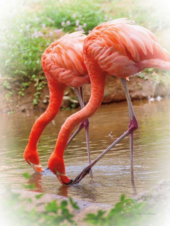 Picture of TWO FLAMINGOS