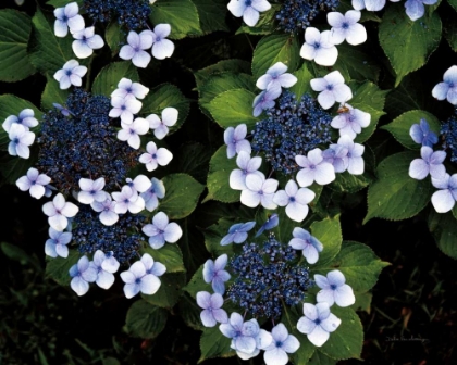 Picture of HYDRANGEAS OPENING
