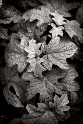 Picture of HYDRANGEA LEAVES IN BLACK AND WHITE