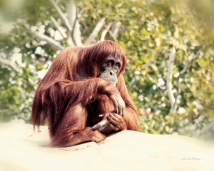 Picture of ORANGUTAN