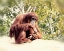 Picture of ORANGUTAN