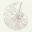 Picture of COASTAL BREEZE SHELL SKETCHES VII SILVER