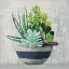 Picture of SUCCULENT STILL LIFE II NAVY