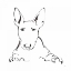 Picture of LINE DOG BULL TERRIER