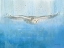 Picture of SOARING
