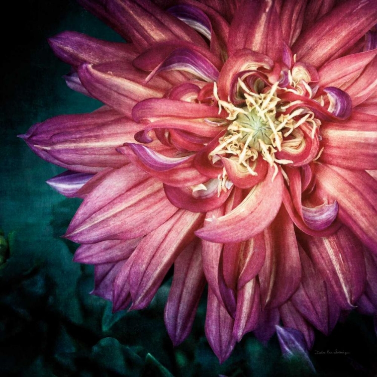 Picture of DAHLIA II